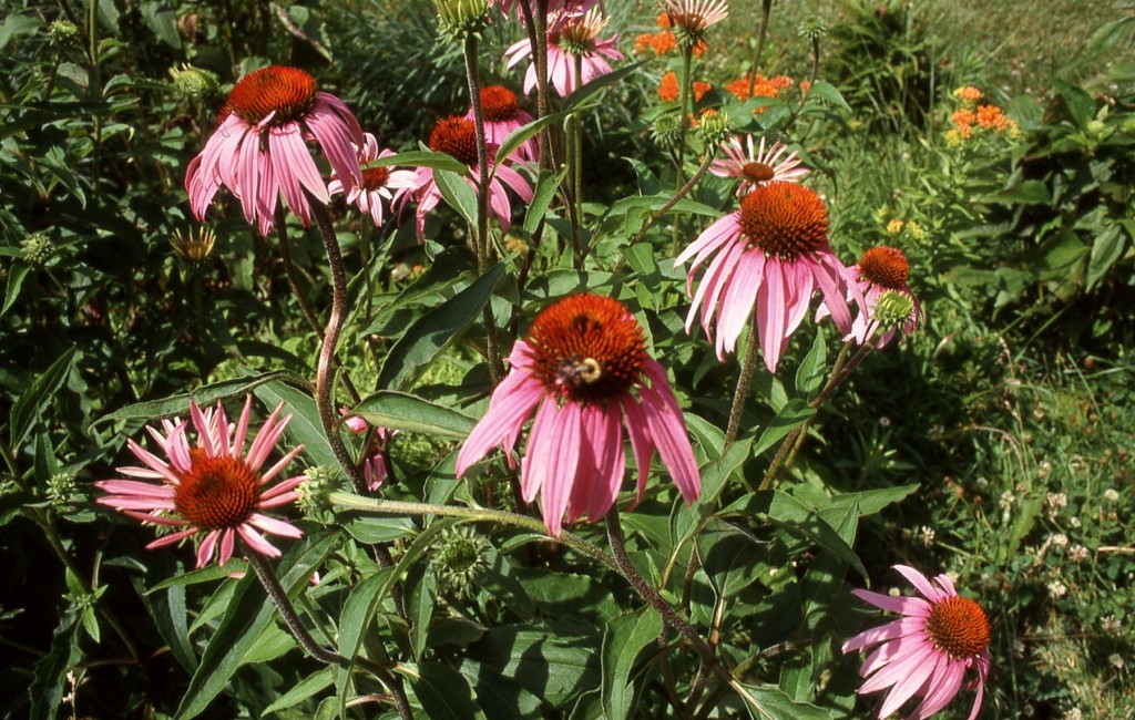 transplanting purple coneflower