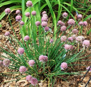 Chives with blooms